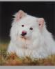 Канц-Эксмо Тетрадь Белоснежные собаки Собака на траве 48 листов в клетку 220411355